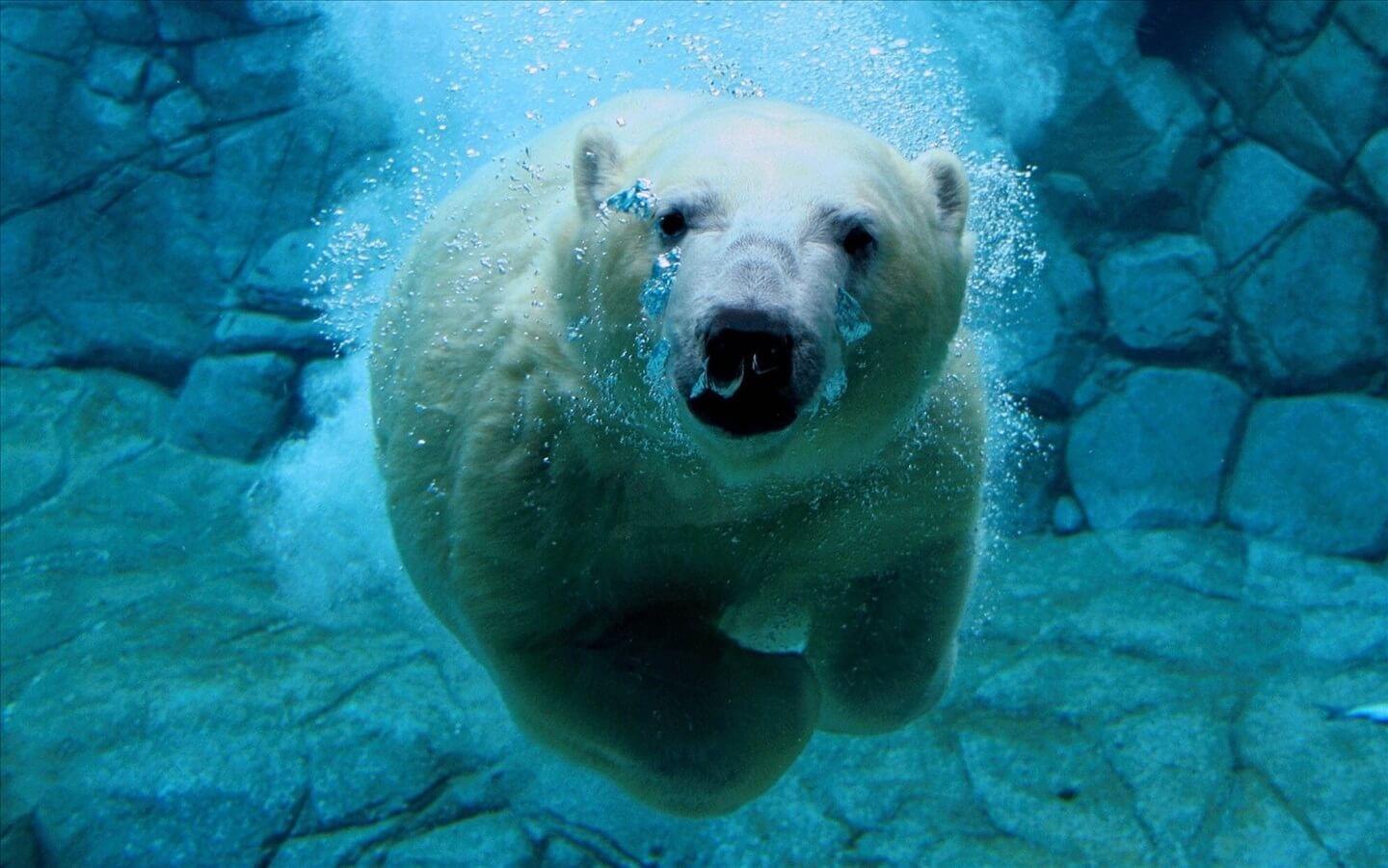 水中熊